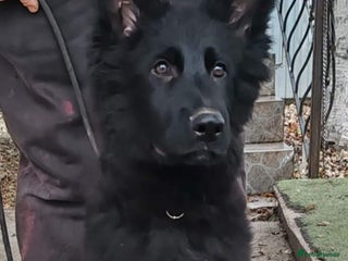 German Shepherd dogs german shepherd 2 Male - Advert 1