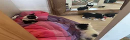Mixed Breed cats for sale: beautiful shorthair/longhair kittens  - Advert 16