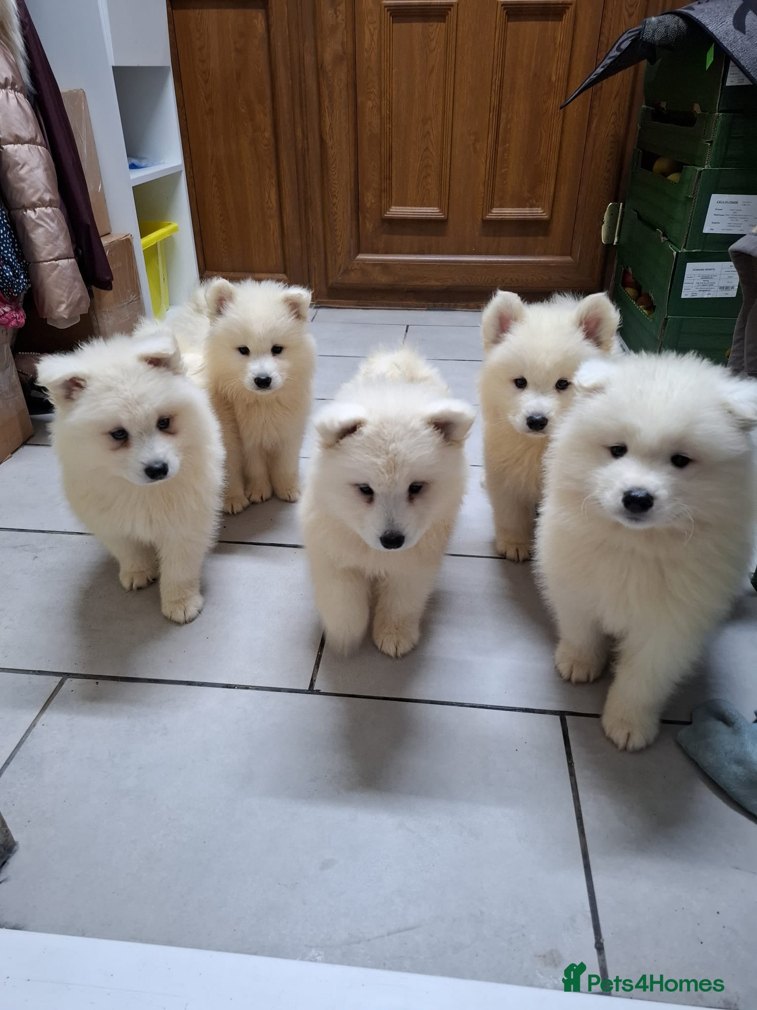 Samoyed dogs Adorable Samoyed Puppies, Ready for New Homes NOW - Advert 11