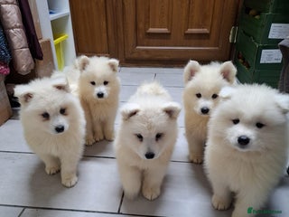 Samoyed dogs Adorable Samoyed Puppies, Ready for New Homes NOW - Advert 9