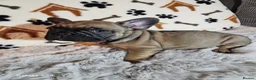 French Bulldog dogs for sale: French Bulldog Puppies for rehome - Advert 20