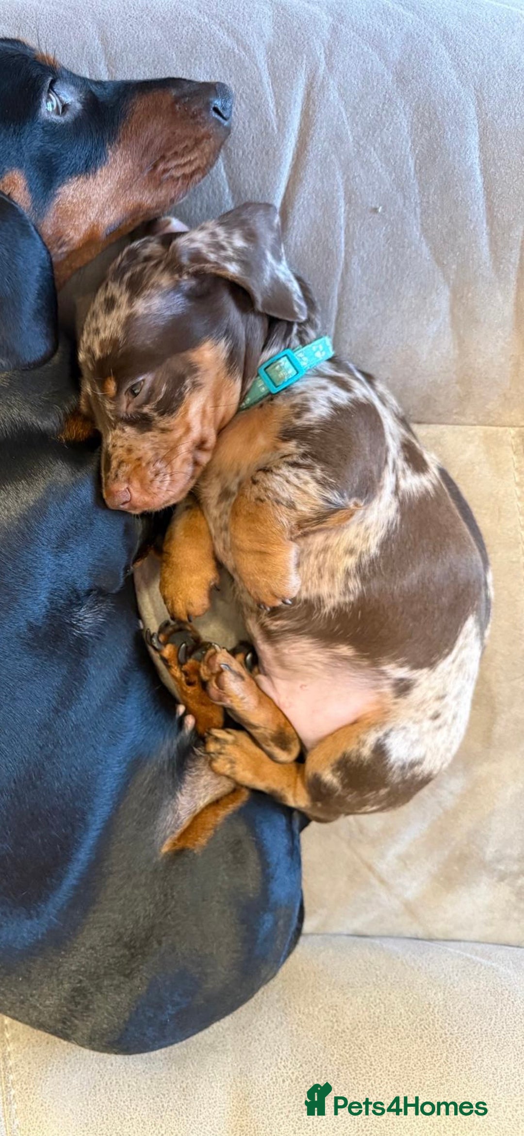 Miniature Dachshund dogs for sale: KC reg miniature dachshund puppies 4 girls 4 boys - Advert 23