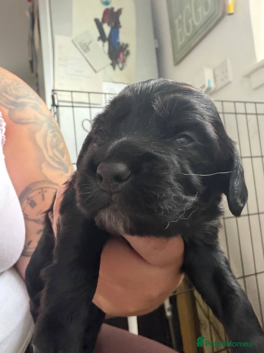 Sprocker dogs for sale: 2 boy sprocker puppies  in Brechin - Advert 2