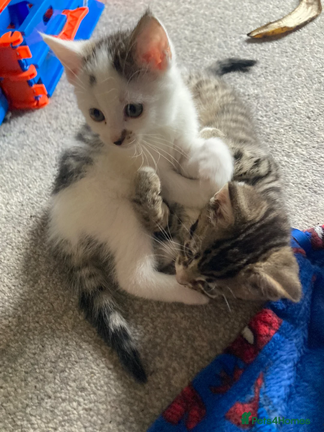 Mixed Breed cats for sale: Kittens -Ready now in Mold - Advert 10