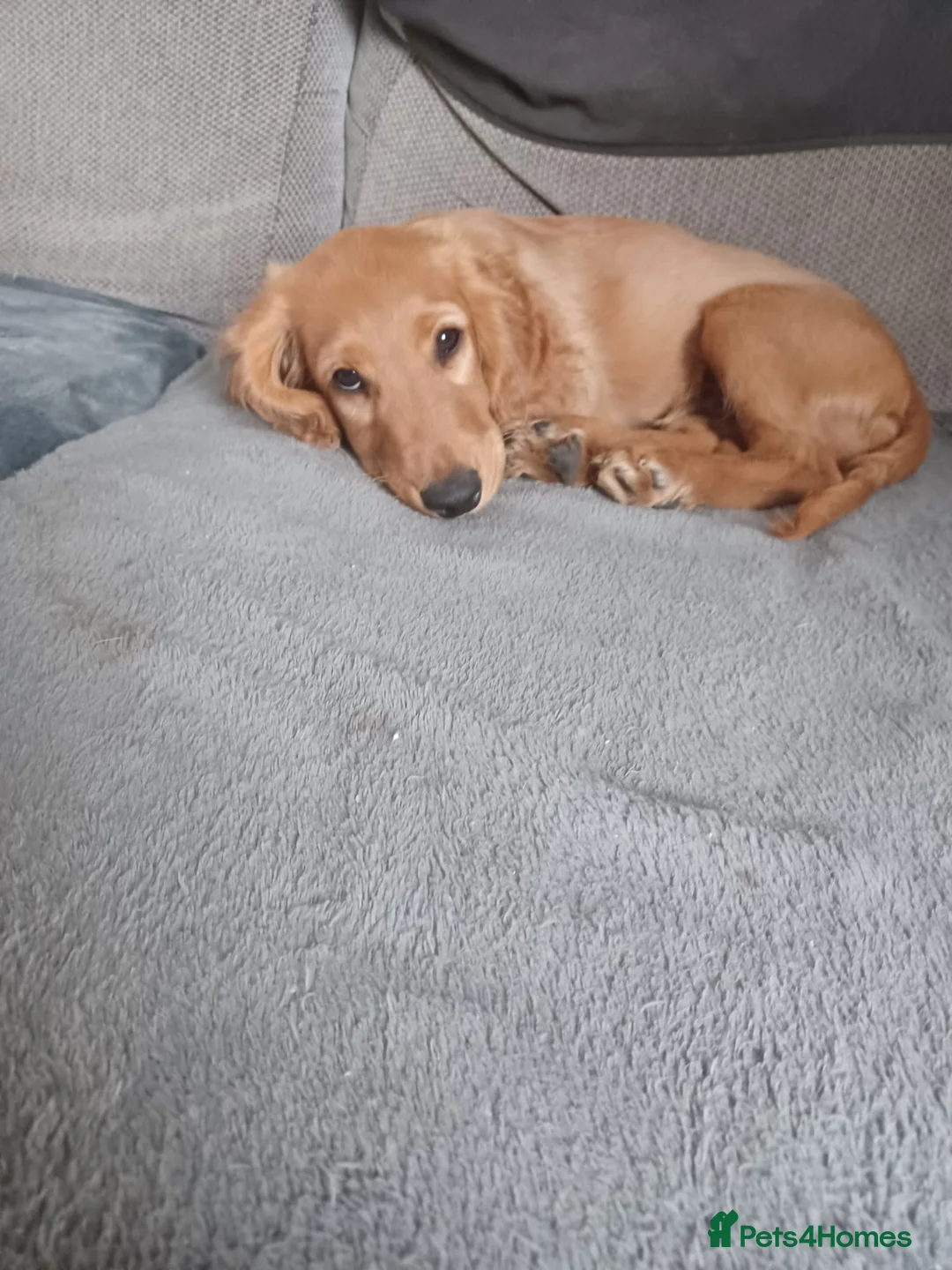 Cockapoo dogs for sale: One F2 miniature cockapoo boy left! Ready now  - Advert 10