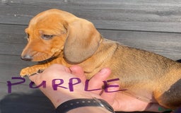 Miniature Dachshund dogs for sale: Quality Dachshund puppies - Image 7