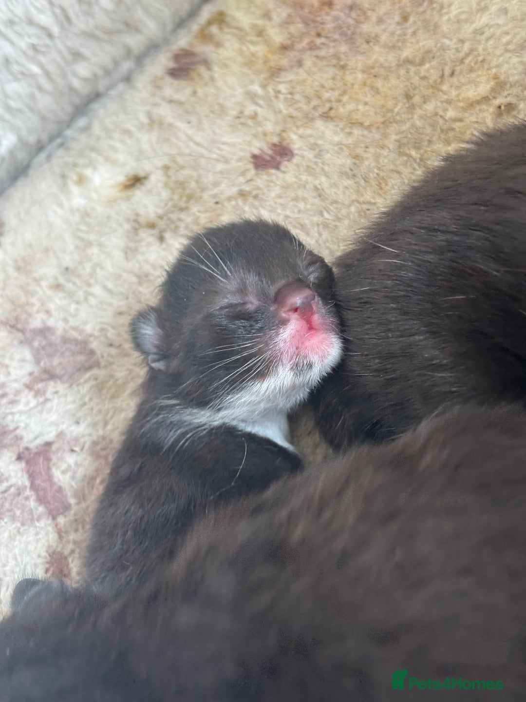 Mixed Breed cats for sale: 3 male tuxedo kittens  - Image 8