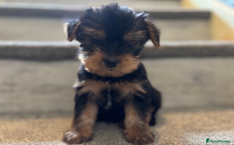 Yorkshire Terrier dogs - Advert 4