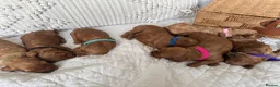 Cavapoo dogs for sale: Beautiful Red Cavapoo Puppies - Advert 13