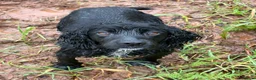 Cocker Spaniel dogs for sale: Kc registered Cocker spaniel pups for sale  in Hereford - Advert 9