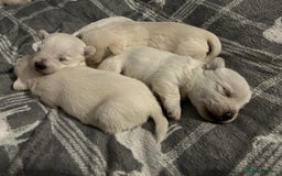 West Highland Terrier dogs for sale: Gorgeous West Highland White (Westie) Puppies - Image 35
