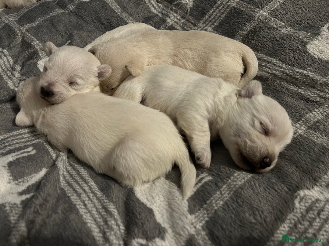 West Highland Terrier dogs for sale: Gorgeous West Highland White (Westie) Puppies - Image 35