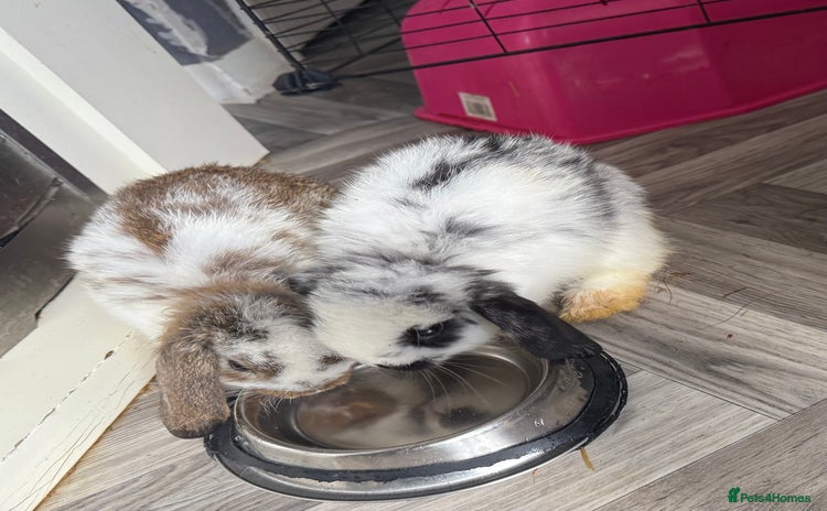 Mini Lop rabbits - Advert 14