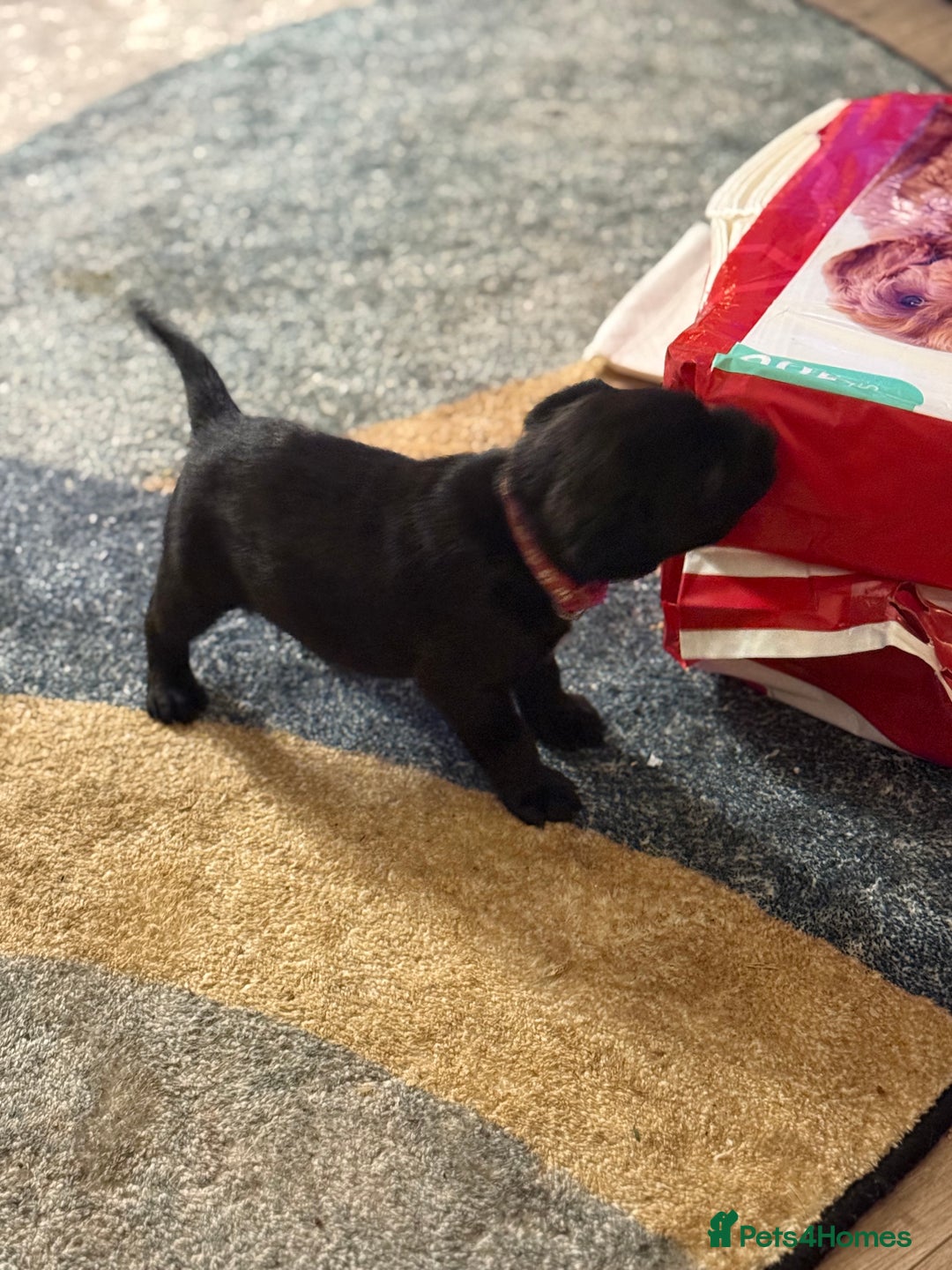 Labrador Retriever dogs for sale: Labrador X Boxerdore puppies  - Advert 34