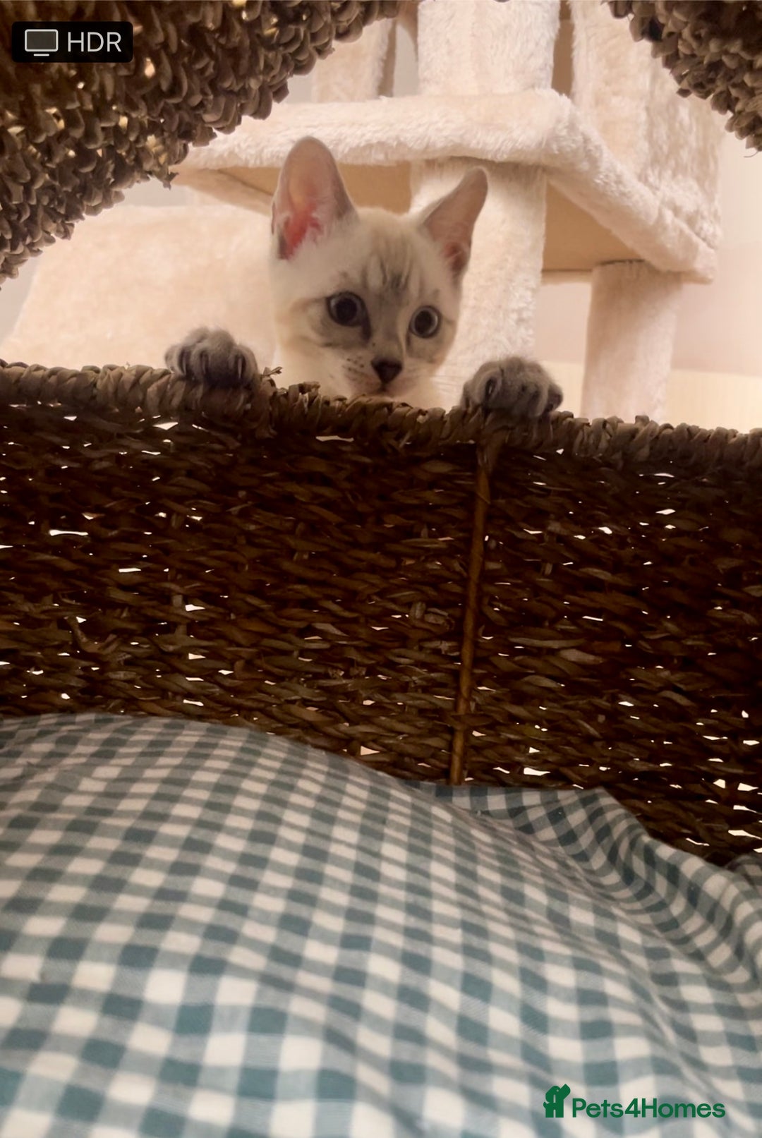 Bengal cats for sale: 🔥🏆Striking Rossetted Tica Pedigree Leapords🏆🔥 - Advert 2