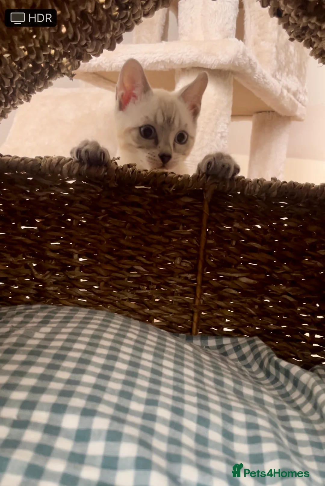 Bengal cats for sale: 🔥🏆Bengal Rossetted Tica Pedigree Leapords🏆🔥 - Advert 2