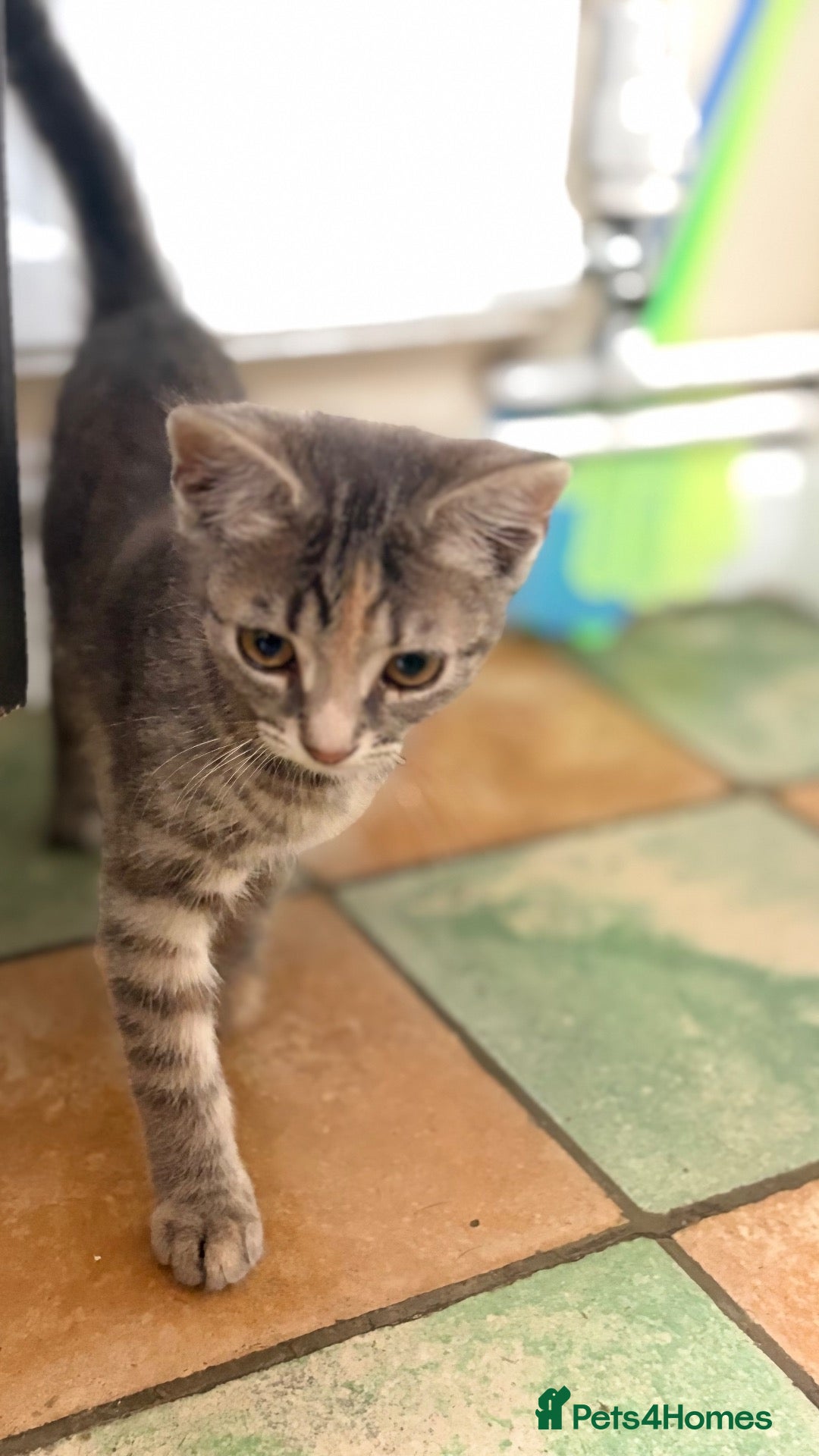 Mixed Breed cats Sweet kitten - Advert 2