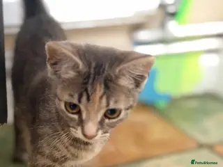 Mixed Breed cats Sweet kitten - Advert 2