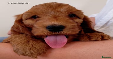 Cockapoo dogs - Advert 7