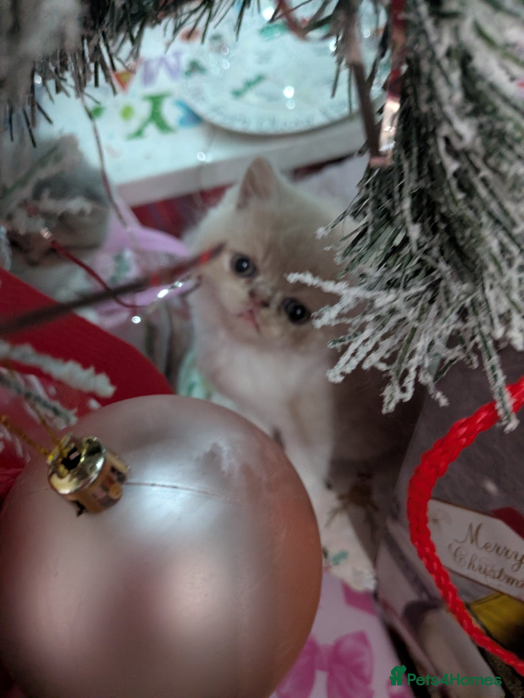 Exotic cats for sale: Beautiful Exotic kittens  - Advert 8