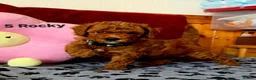Toy Poodle dogs for sale: Toy Poodle  - Advert 31