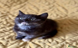 British Shorthair cats for sale: Pure British Shorthair Girls Ready Now! - Image 8