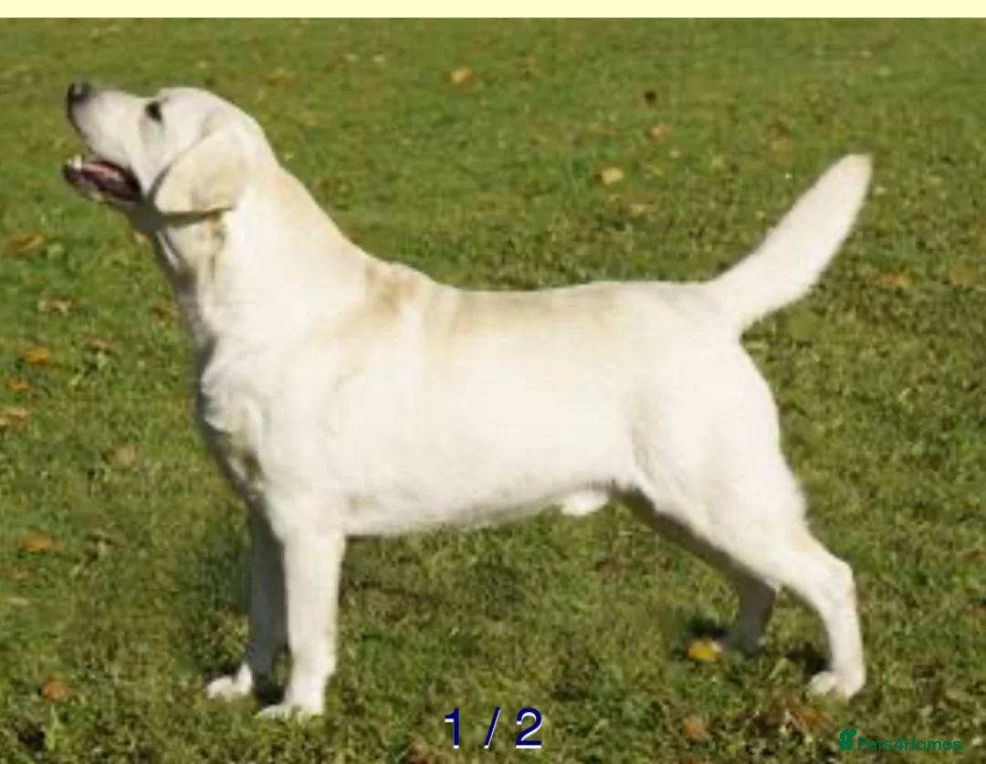 Labrador Retriever dogs for sale: Stunning KC Reg. Labrador Pups Chocolate/Yellow - Advert 2