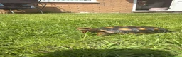 Tortoise reptiles for sale: Red foot tortoise  in Preston - Advert 4