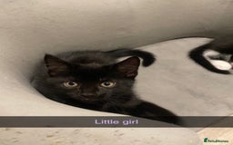 Mixed Breed cats for sale: 10 week old kittens - Image 2