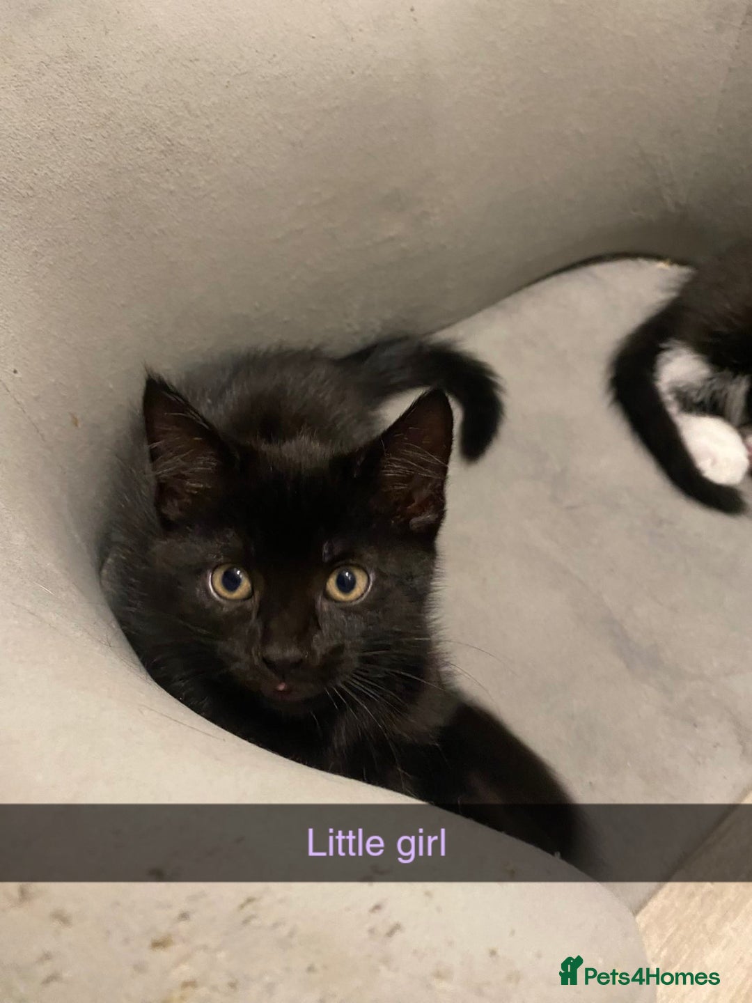 Mixed Breed cats for sale: 10 week old kittens - Image 2