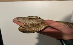 Snake reptiles for sale: Hognose Breeding Pair and Babies - Image 2