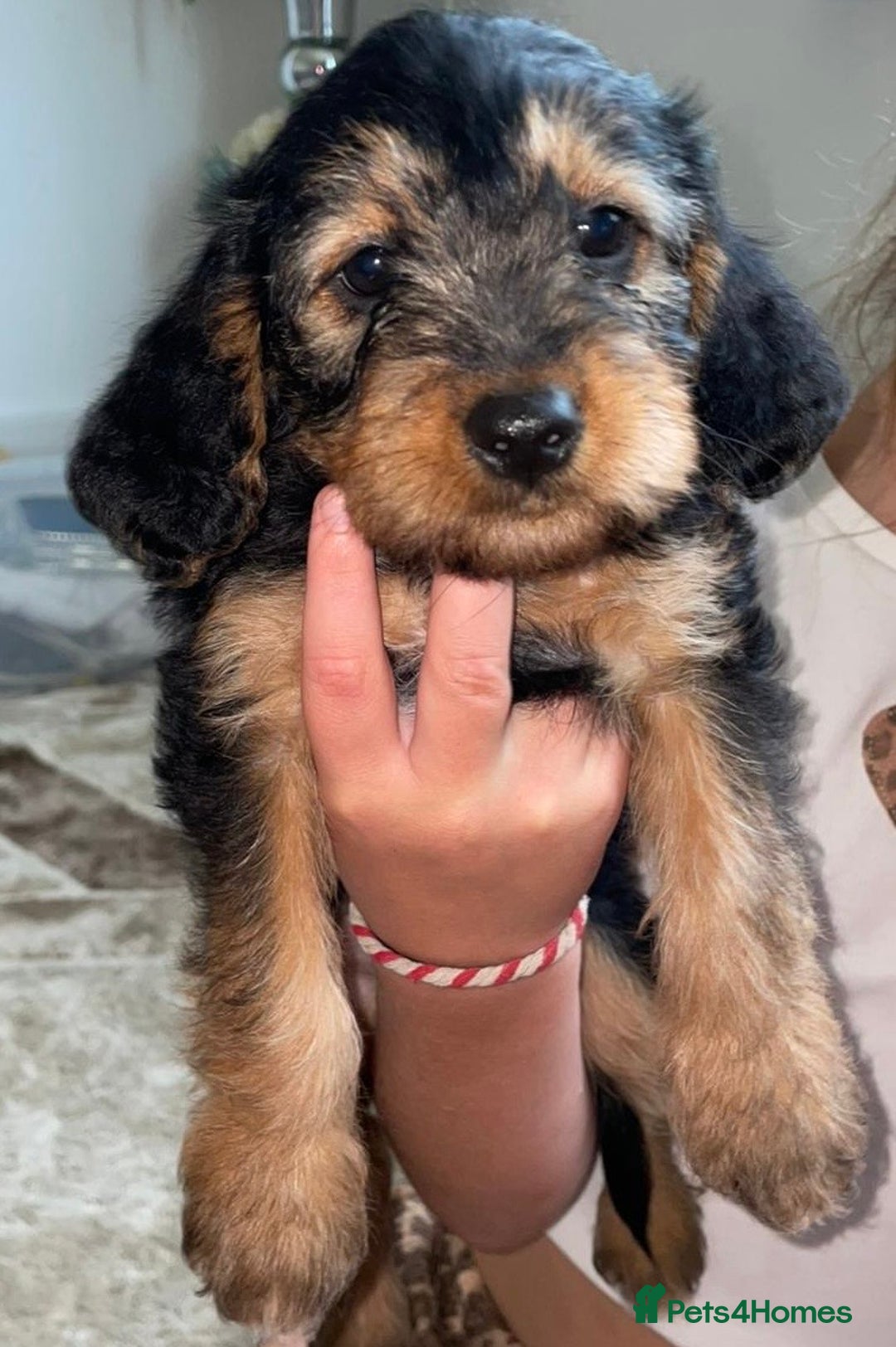 Cavapoo dogs for sale: Maltipoo  - Image 2