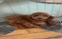 Maltipoo dogs for sale: Maltipoo pups ready to go around 22nd December - Advert 5