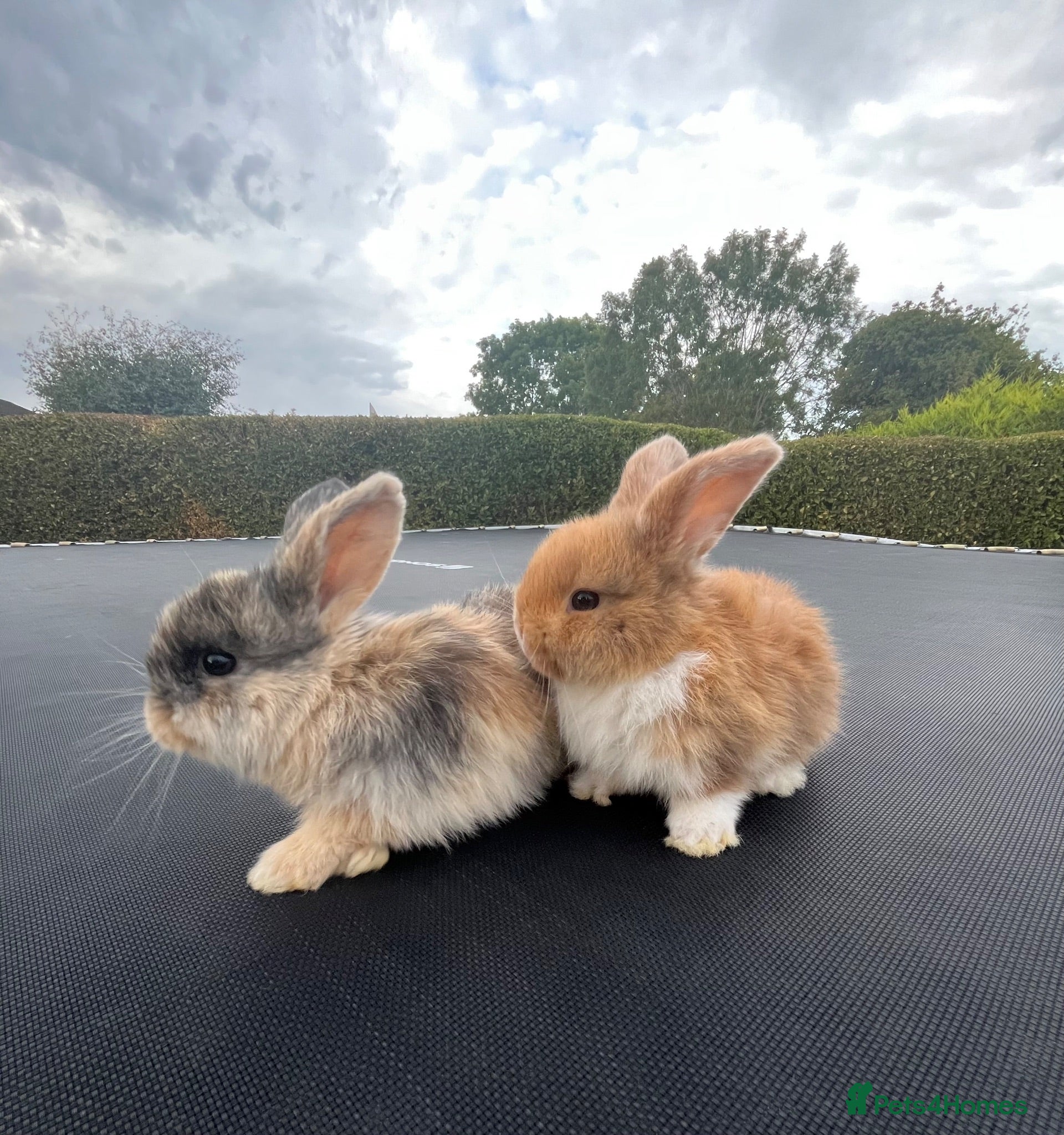 Mini Lop rabbits Gorgeous baby mini lop boys (bucks) - Advert 1