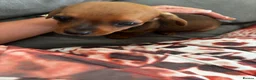 Chiweenie dogs for sale: 4 Gorgeous Chiwennie puppies - Advert 8