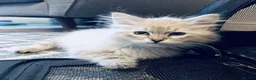 Siberian cats for sale: Stunning Pure Siberian Kittens- Hypoallergenic - Advert 6