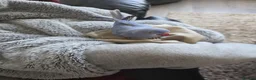 Ringnecks birds for sale: Male and female ringneck for rehome in Ryde - Advert 18