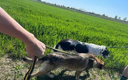 Mixed Breed dogs for adoption: Ozzy - Norwich Norfolk  - Image 11