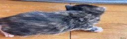 American Shorthair cats for sale: 5 beautiful kittens available  - Advert 6