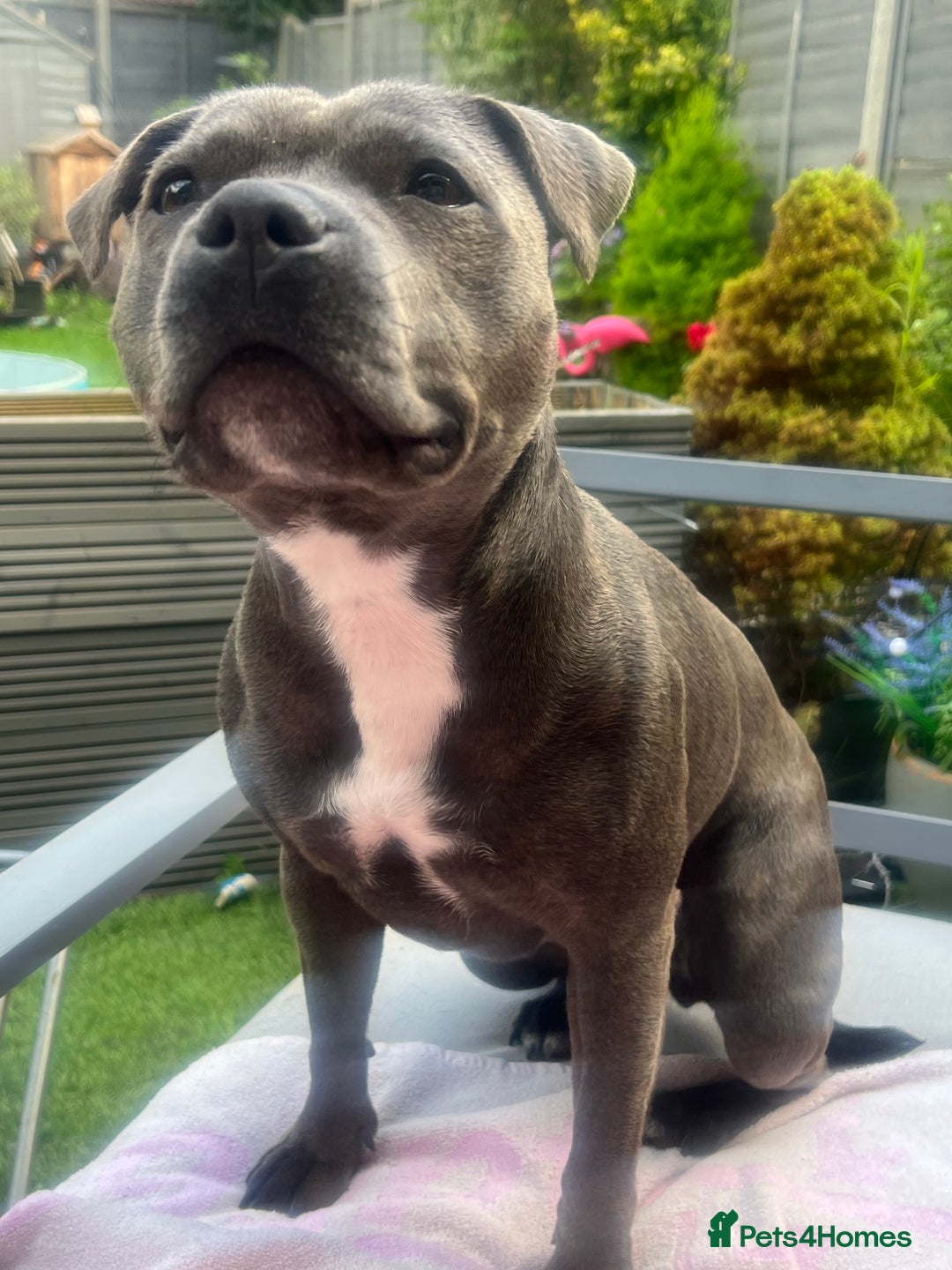Staffordshire Bull Terrier dogs for sale: Exceptional blue staffies - Advert 6