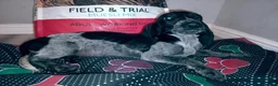 Mixed Breed dogs for sale: KC Basset Hound x KC German Shorthaired Pointer  - Advert 16