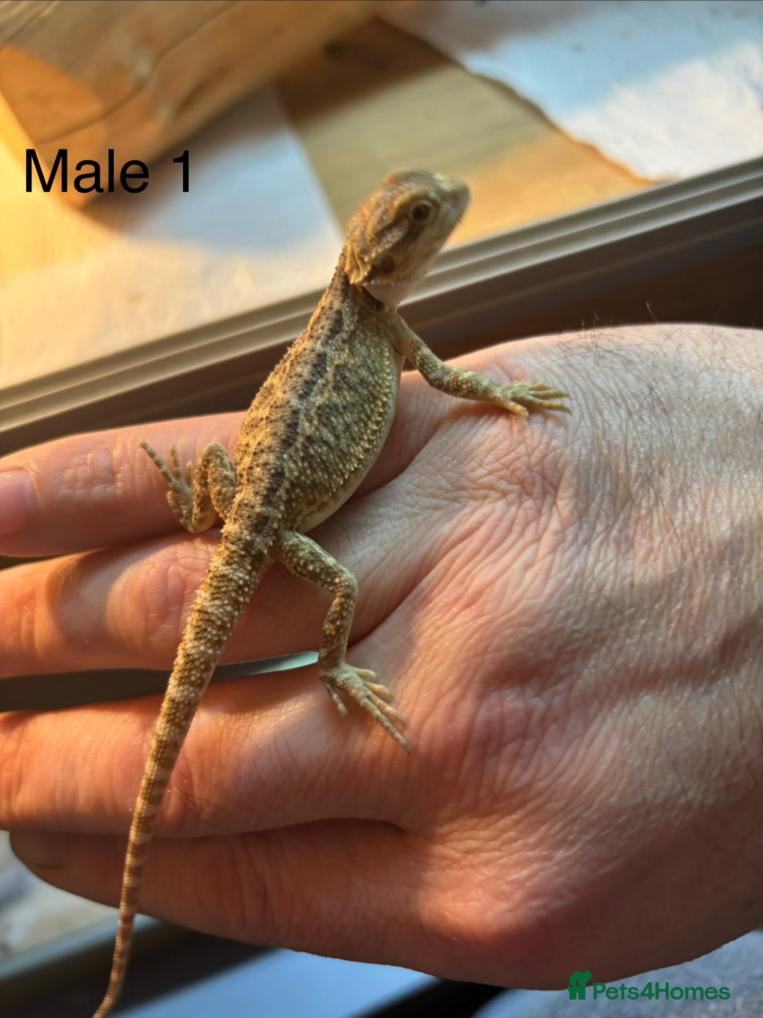 Bearded Dragon reptiles Super friendly baby bearded dragons - Advert 2