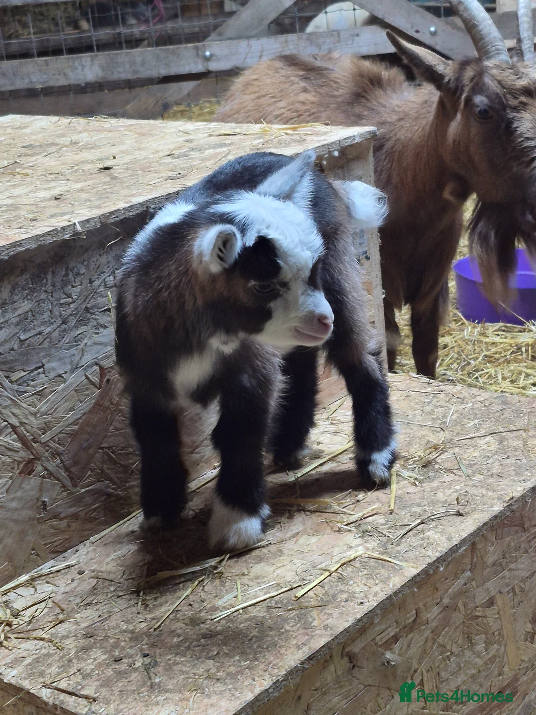 Goats livestock for sale: Stunning pygmy goat kids - Advert 9