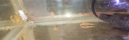 Plecos fish for sale: Albino bristlenose pleco babies and guppy fry  in Waterlooville - Advert 11