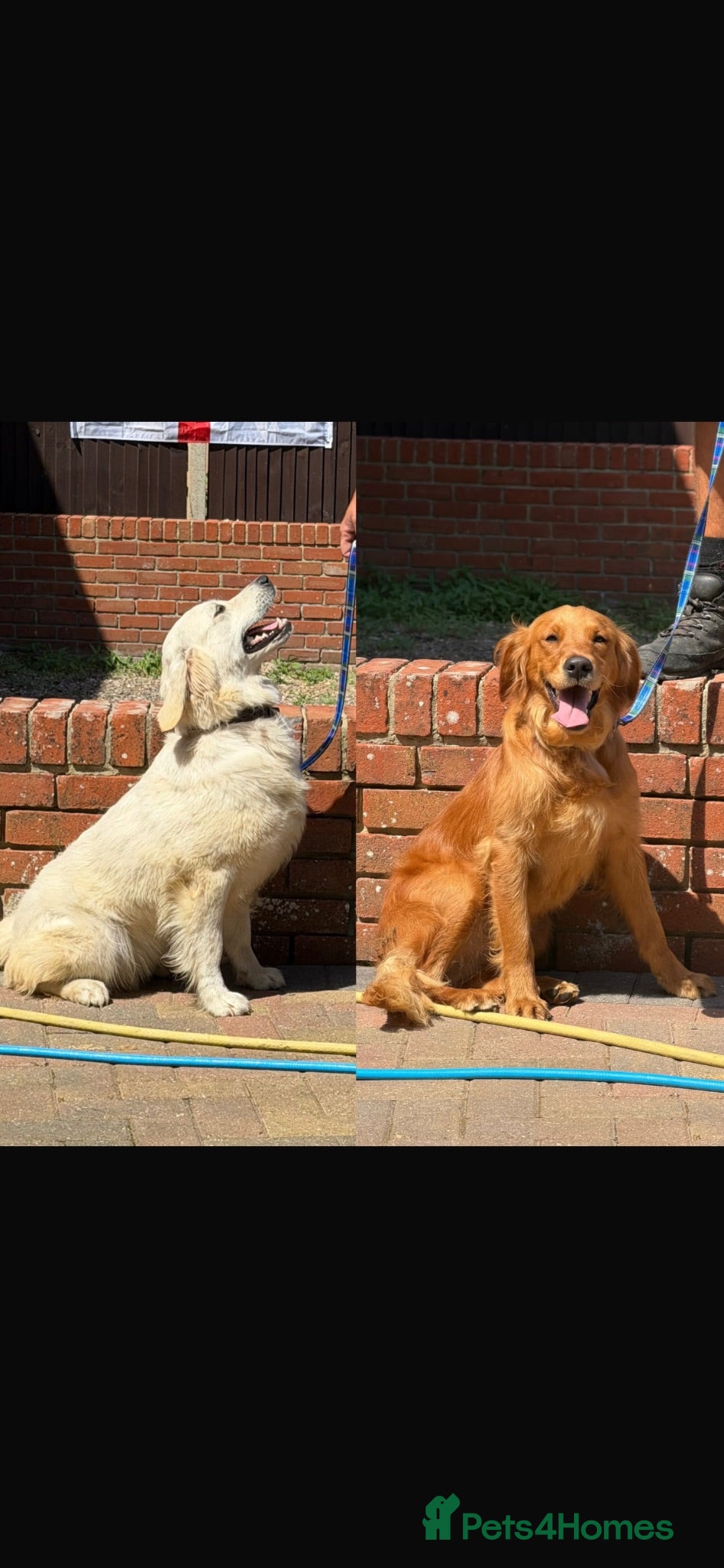 Golden Retriever dogs Golden retriever girls  - Advert 1