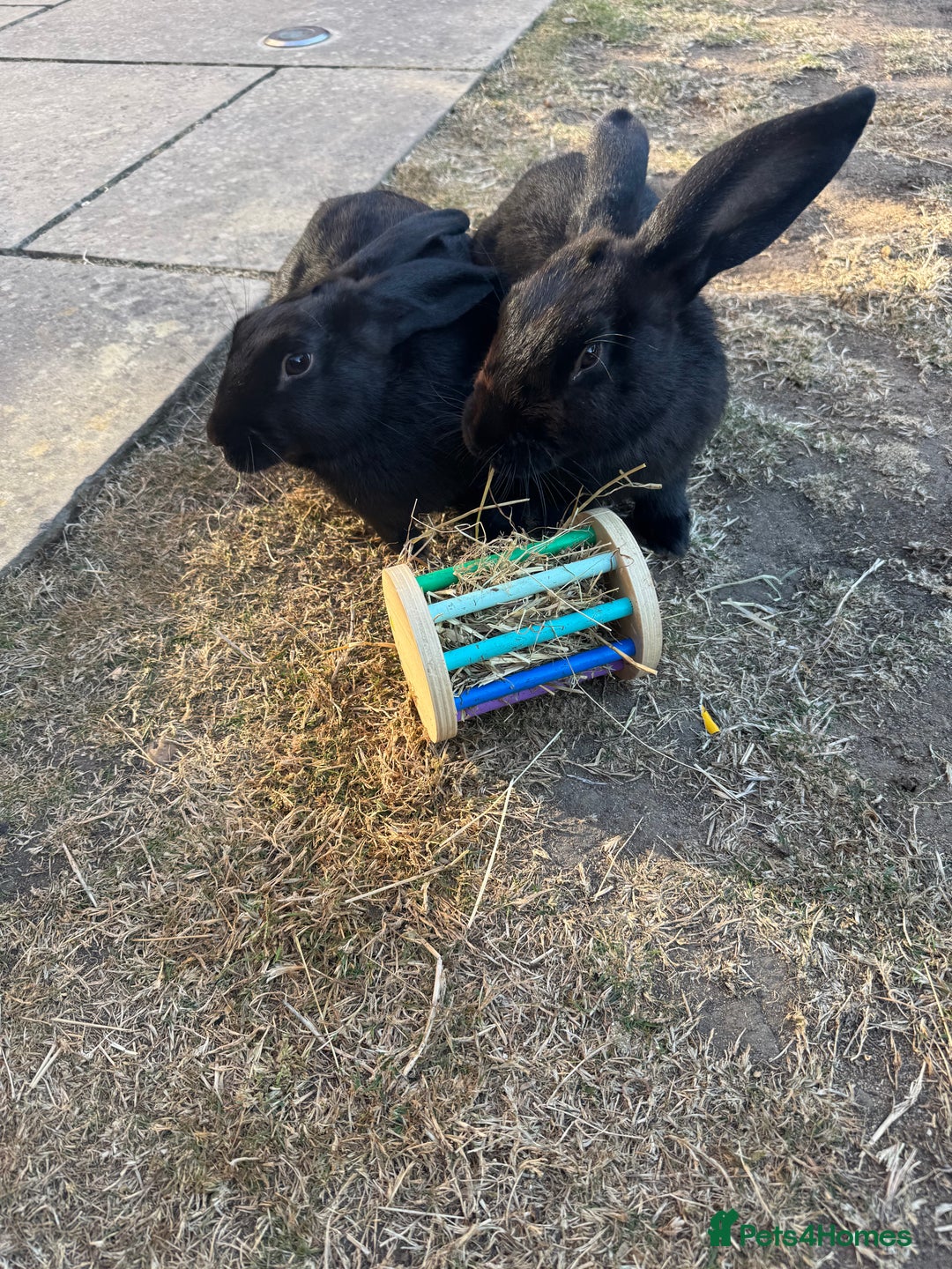 Harlequin rabbits for sale: Two male Rabbits - Image 5