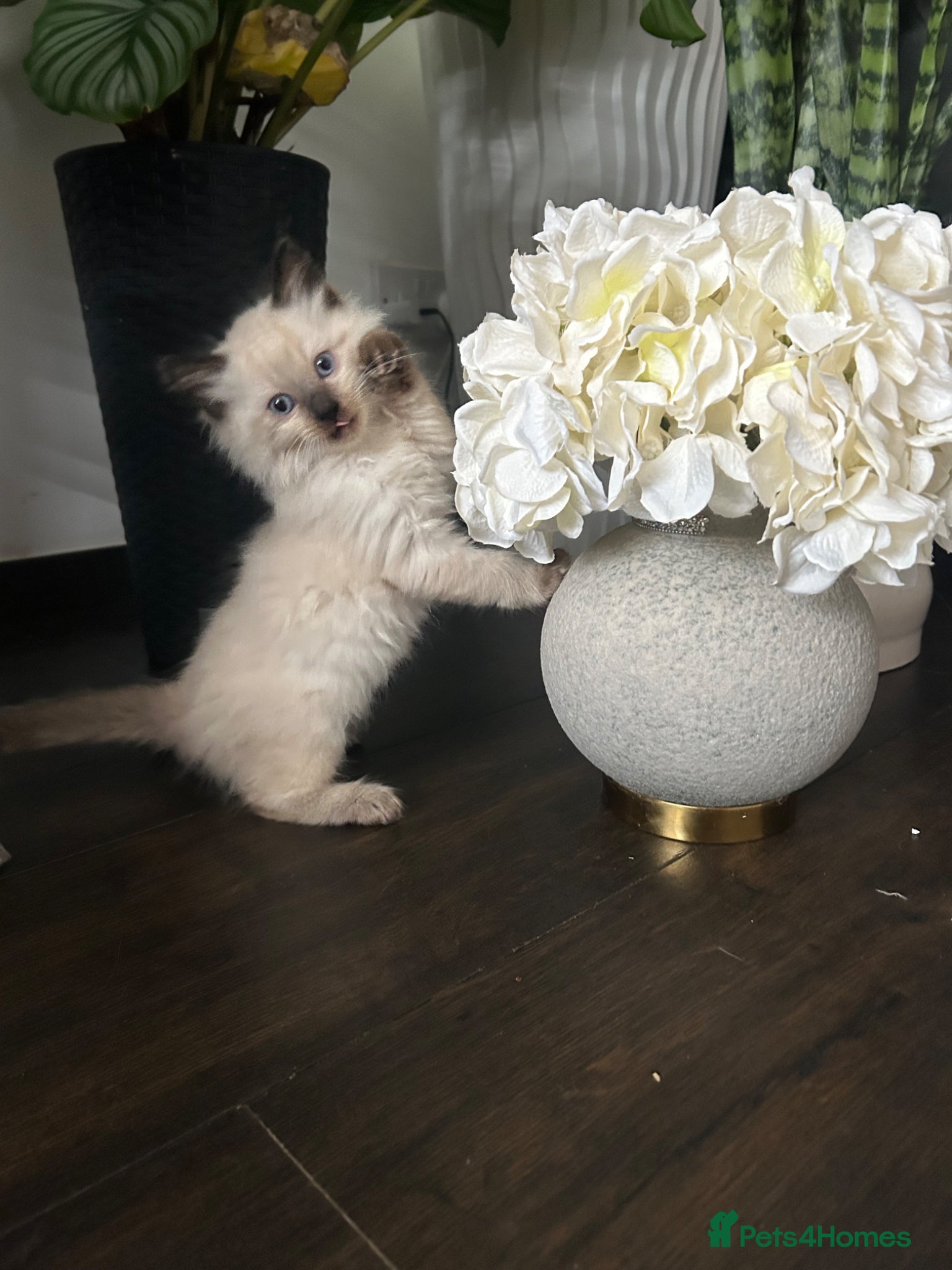 Ragdoll cats Beautiful Kittens Ragdoll - Advert 10