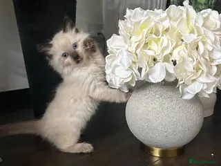 Ragdoll cats Beautiful Kittens Ragdoll - Advert 10