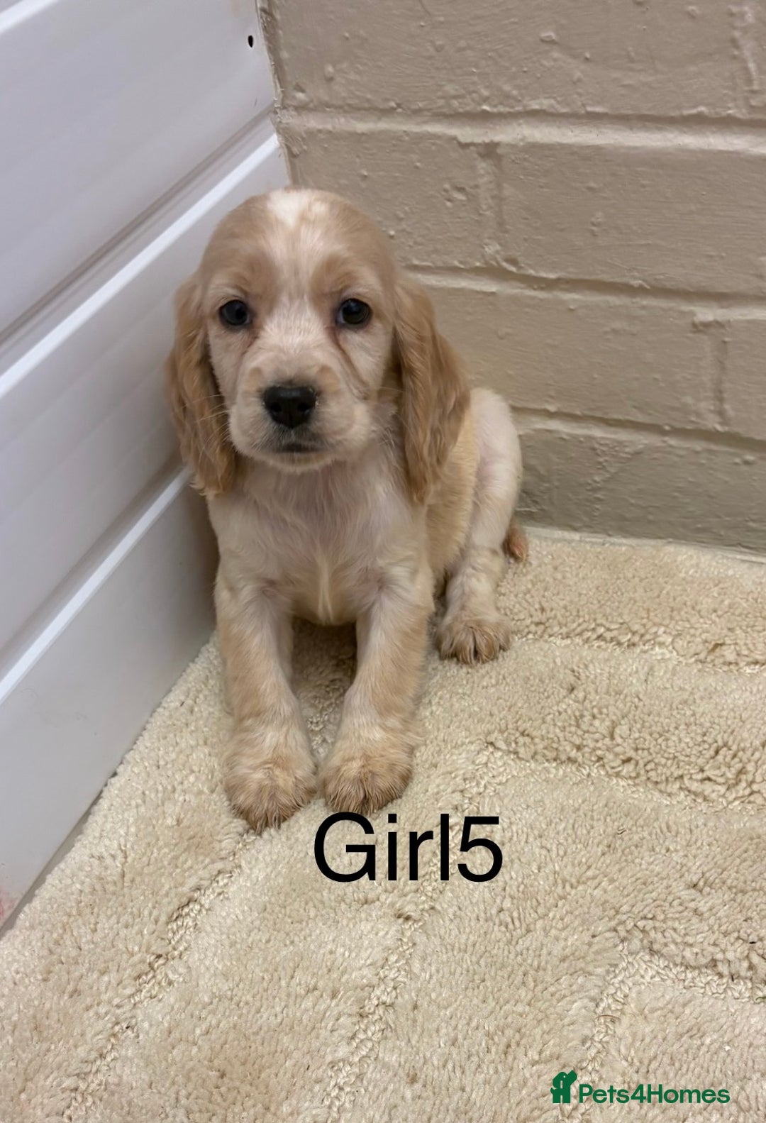 Cocker Spaniel dogs for sale: SHOW TYPE COCKER SPANIELS PUPPIES  - Advert 3