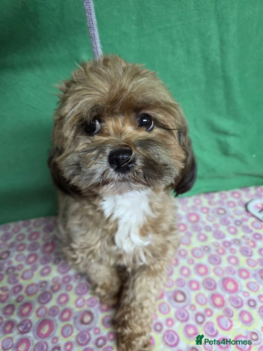 Cavapoo dogs for adoption: PIPPA – Cavapoo (Female) - Advert 1